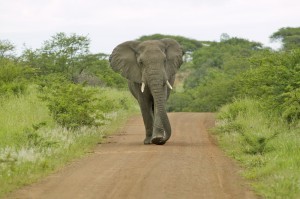 elephant-approaching